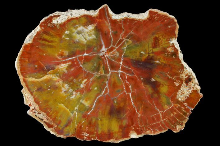 Polished Petrified Wood (Araucarioxylon) Slab - Arizona #114520